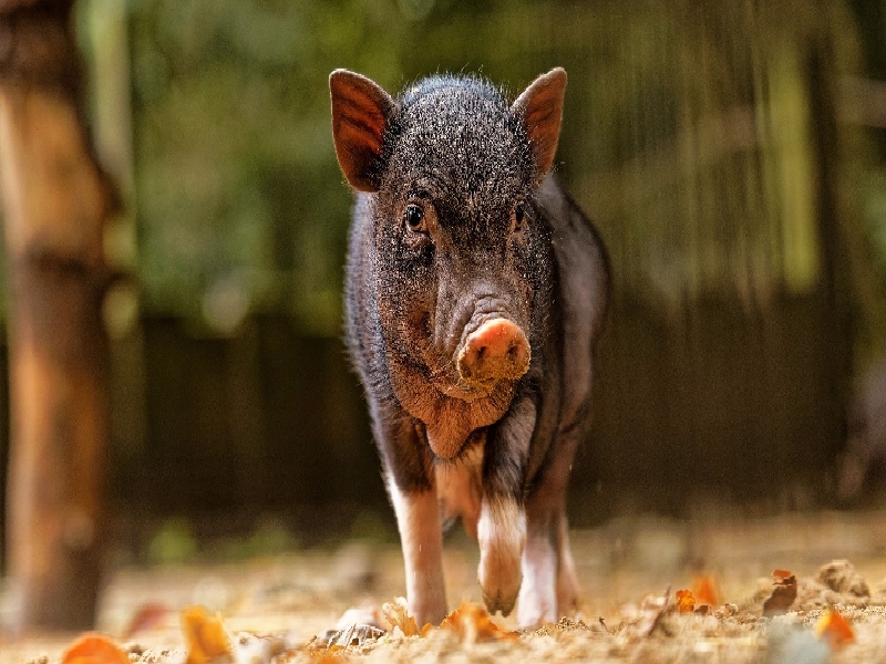 试管胎儿冷冻治疗，试管囊胚多久抽血